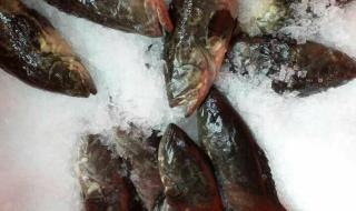 石斑鱼养殖吃什么 石斑鱼养殖技术