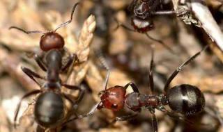蜘蛛蚂蚁蜻蜓苍蝇哪个不是昆虫
