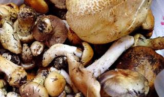 蘑菇种类有哪些 蘑菇种类及图片